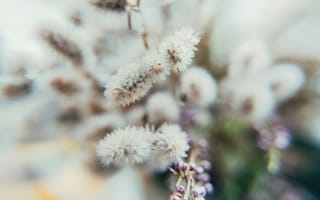 Картинка растение, природа, сухой