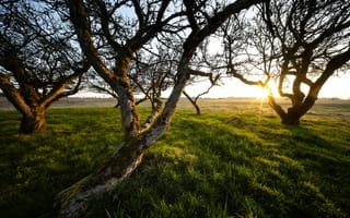 Картинка природа, лес, деревья, дерево, луг, вечер, закат, заход, солнце