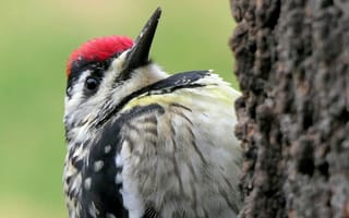 Картинка дятел, птица, птицы, животное, животные, дерево