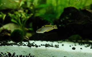 Картинка рыба, подводный мир, подводный, аквариум