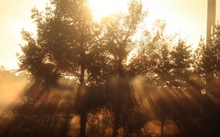 Картинка закаты, вечер, лес, деревья, дерево, природа, солннце, свет, лучи