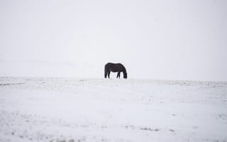 Картинка лошадь, конь, лошади, животные, животное, снег, зима
