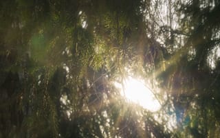 Картинка ель, елка, хвойный, природа, дерево, ветка, утро, утренний
