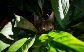 Картинка кот, кошки, кошка, кошачьи, домашние, животные, лист, растение