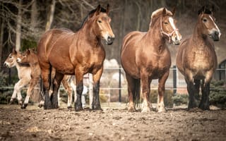 Картинка лошадь, конь, лошади, животные, животное, коричневый, гнедой
