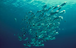 Картинка рыба, подводный мир, подводный, стая, много, море, океан, вода