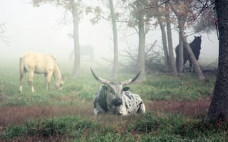 Картинка корова, рогатая, животное, животные, природа, лес, деревья, дерево, туман, дымка
