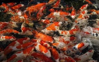 Картинка карп кои, японский карп, карп, рыба, подводный мир, подводный