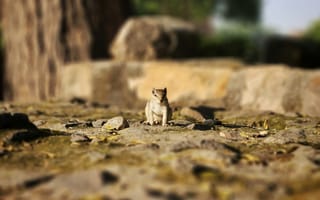 Картинка бурундук, грызун, животные, животное, природа