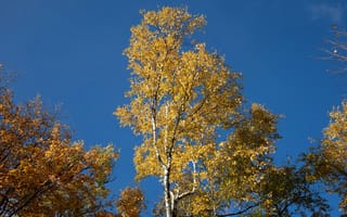 Картинка осень, осенние, время года, сезоны, сезонные, лес, деревья, дерево, природа, береза