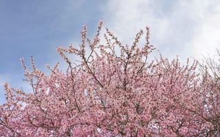 Картинка вишня, цветущий, цветок, цветение, весна, весенние, время года, сезоны, сезонные, природа, ветка, дерево, небо, розовый