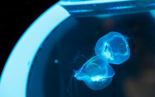 Картинка медуза, подводный мир, щупальца, глубоко, океан, море, вода, животное, подводный