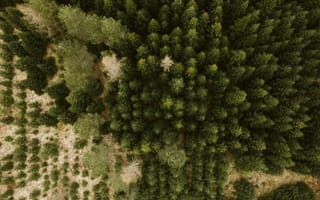 Картинка лес, деревья, дерево, природа, ель, елка, хвойный, сверху, c воздуха, аэросъемка, с дрона