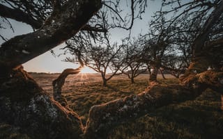 Картинка природа, лес, деревья, дерево, вечер, закат, заход