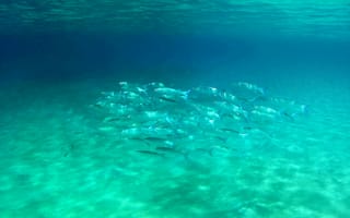 Картинка рыба, подводный мир, подводный, море, океан, вода, стая, много, голубой, бирюзовый