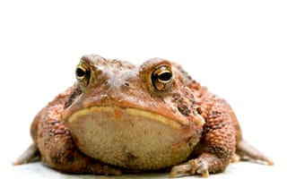 Картинка лягушка, жаба, земноводные, животные