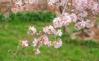 Картинка цветок, цветение, цветущий, весна, весенние, время года, сезоны, сезонные, природа, ветка, дерево, розовый