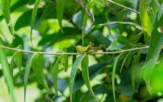 Картинка кузнечик, насекомое, насекомые, природа, лист, растение, зеленый
