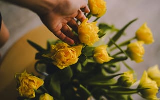 Картинка тюльпан, цветок, цветы, растение, растения, цветочный, букет, желтый, рука