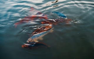 Картинка карп, рыба, подводный мир, подводный, вода