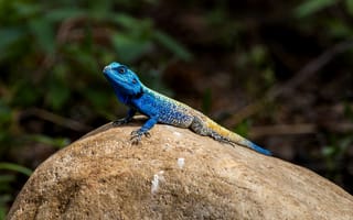 Картинка агама, ящерица, рептилии, рептилия, животное, животные, синий, камень, скала