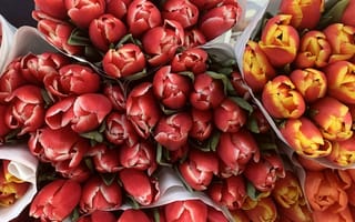 Картинка тюльпан, цветок, цветы, растение, растения, цветочный, букет, красный, оранжевый