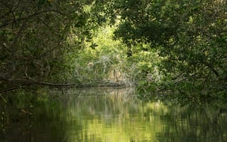 Картинка лес, деревья, дерево, природа, озера, озеро, вода, пейзаж