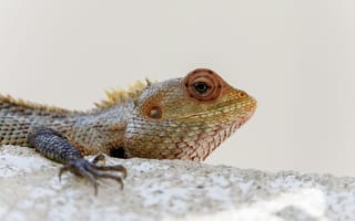 Картинка игуана, рептилия, животное, рептилии, животные