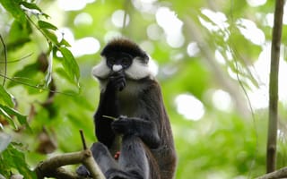 Картинка обезьяна, примат, животное, животные, природа, лес, деревья, дерево, ветка