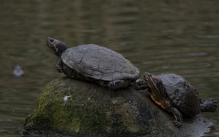 Картинка черепаха, рептилии, рептилия, животное, животные, вода, озеро, пруд, камень
