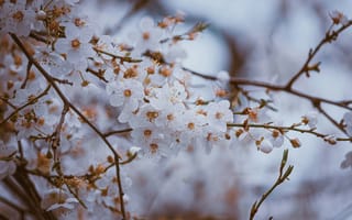 Картинка вишня, цветущий, цветок, цветение, весна, весенние, время года, сезоны, сезонные, природа, белый