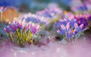 Картинка крокус, цветок, цветущий, весна, весенние, время года, сезоны, сезонные, природа, фиолетовый