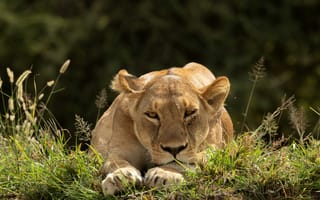 Картинка львица, лев, самка, дикие кошки, дикий, кошки, большие кошки, большая кошка, хищник, животные, лист, растение