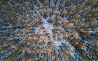 Картинка лес, деревья, дерево, природа, зима, зимние, время года, сезоны, сезонные, снег, ель, елка, хвойный