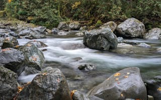Картинка природа, лес, деревья, дерево, река, ручей, камень