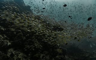 Картинка рыба, подводный мир, подводный, море, океан, вода, морское дно, стая, много