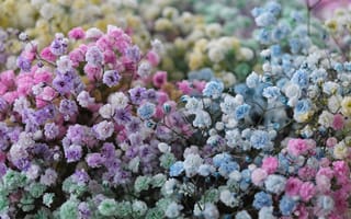 Картинка гипсофила, цветок, цветы, растение, растения, цветочный