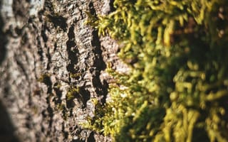Картинка мох, природа, дерево, макро, крупный план, кора