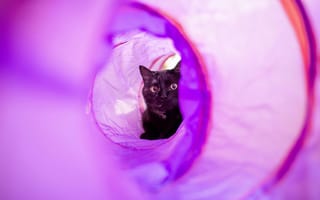 Картинка кот, кошки, кошка, кошачьи, домашние, животные, черный