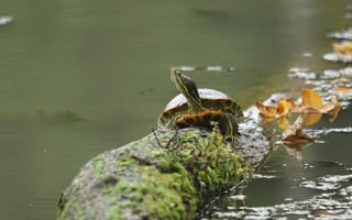 Картинка черепаха, рептилии, рептилия, животное, животные, вода, озеро, пруд