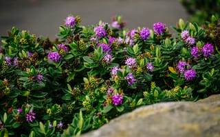 Картинка цветок, цветы, растение, растения, цветочный