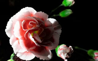 Картинка гвоздика, диантус, цветок, цветы, растение, растения, цветочный