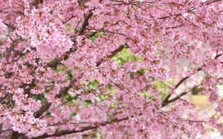 Картинка цветок, цветение, цветущий, весна, весенние, время года, сезоны, сезонные, природа, розовый, ветка, дерево