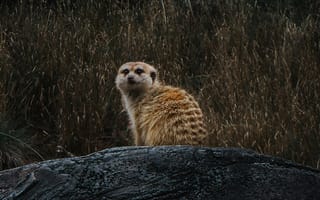 Картинка сурикат, мангуст, животное, животные, природа