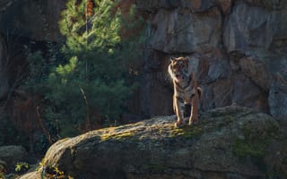 Картинка тигр, полосатый, дикие кошки, дикий, кошки, большие кошки, большая кошка, хищник, животные, скала