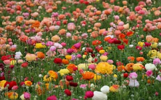 Картинка ранункулюс, лютик, цветок, цветы, растение, растения, цветочный, луг