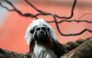 Картинка тамарин, обезьяна, примат, животное, животные, природа