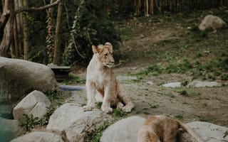 Картинка львенок, лев, дикие кошки, дикий, кошки, большие кошки, большая кошка, хищник, животные