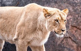 Картинка львица, лев, самка, дикие кошки, дикий, кошки, большие кошки, большая кошка, хищник, животные