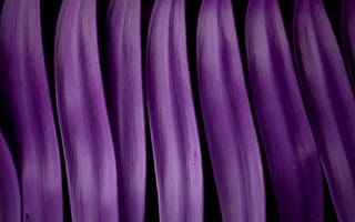 Картинка абстрактные, абстракция, изогнутые, изгиб, фиолетовый